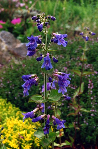 Penstemon ovatus en fleurs dans une prairie ouverte du nord-ouest de l'Amérique du Nord